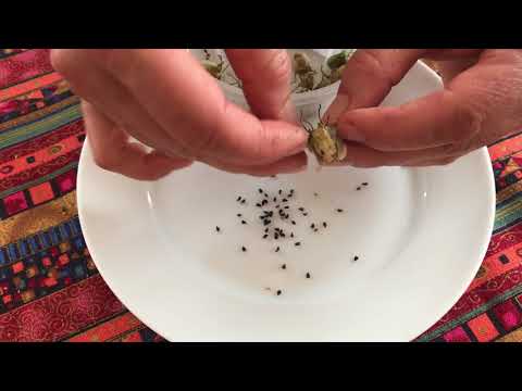 Growing And Harvesting Black Cumin Nigella Sativa